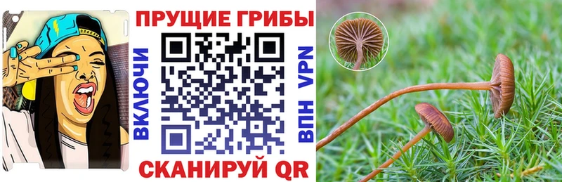Псилоцибиновые грибы мухоморы  купить наркоту  Алзамай 
